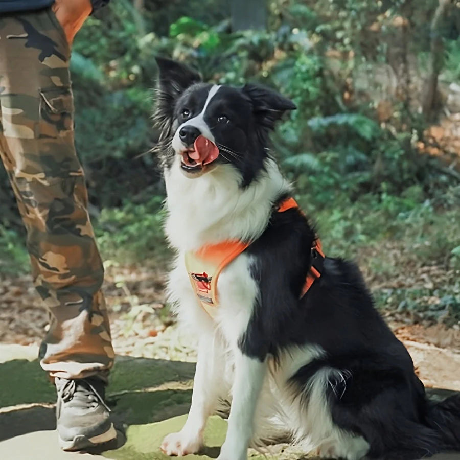 No Pull & No Choke Dog Harness with Retractable Leash