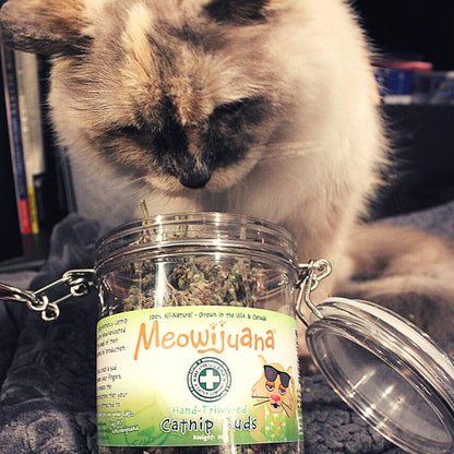 | Catatonic Bundle | Salmon Crunchie Munchies, Jar of Catnip Buds, and Catnip Bubbles | Organic | Grown in the USA | Promotes Play and Cat Health | Feline and Cat Lover Approved