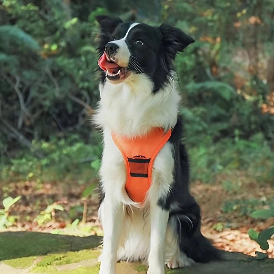 No Pull & No Choke Dog Harness with Retractable Leash