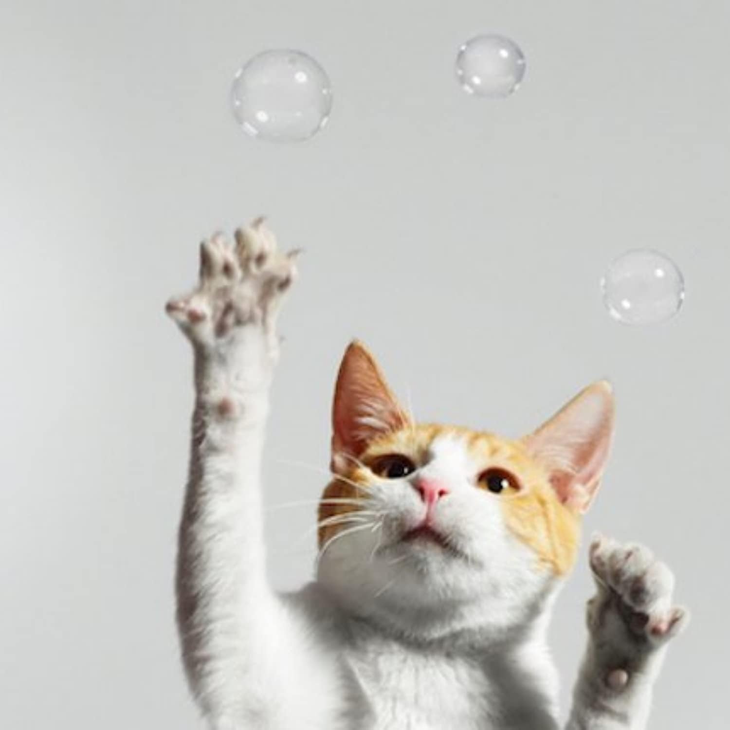 | Catatonic Bundle | Salmon Crunchie Munchies, Jar of Catnip Buds, and Catnip Bubbles | Organic | Grown in the USA | Promotes Play and Cat Health | Feline and Cat Lover Approved