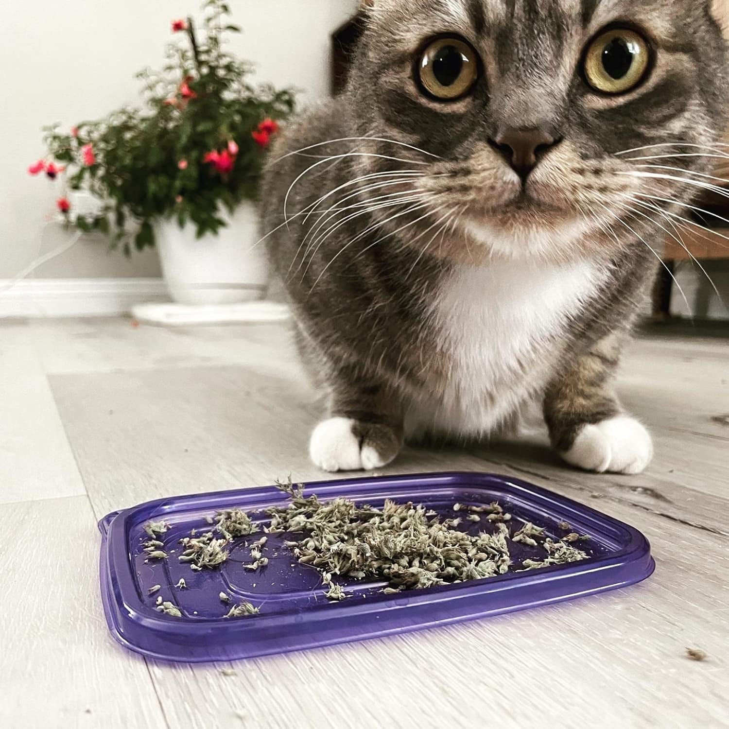 | Catatonic Bundle | Salmon Crunchie Munchies, Jar of Catnip Buds, and Catnip Bubbles | Organic | Grown in the USA | Promotes Play and Cat Health | Feline and Cat Lover Approved